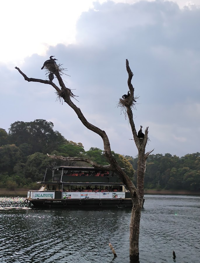 Periyar Lake - Photo 3