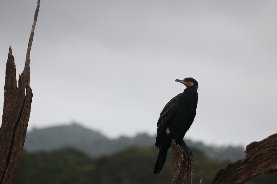 Periyar Lake - Photo 2