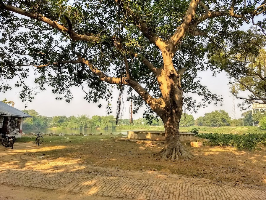 Saurath Sabha Gaachhi - Photo 4