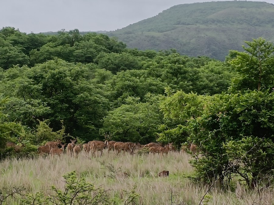 Sagareshwar Wildlife Sanctuary - Photo 2