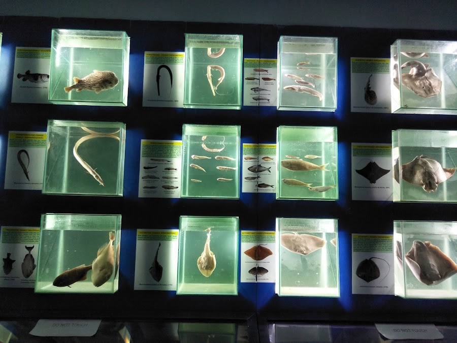 Marine Aquarium and Regional Centre - Photo 8