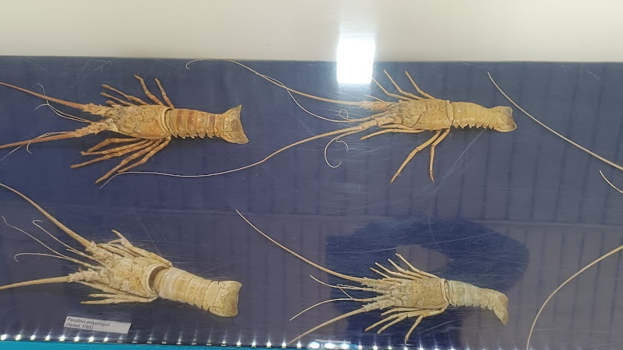 Marine Aquarium and Regional Centre - Photo 10