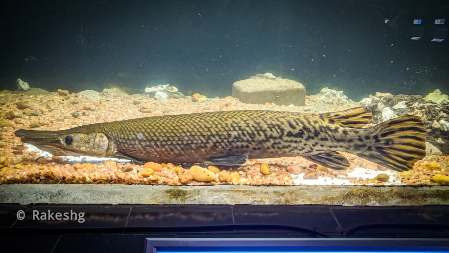 Marine Aquarium and Regional Centre - Photo 9