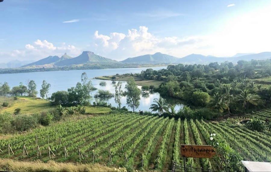 Vallonne Vineyards