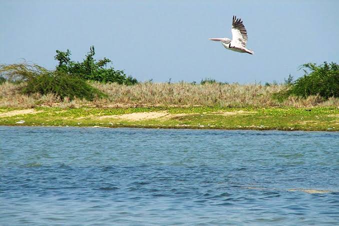 Pulicat Lake - Photo 3