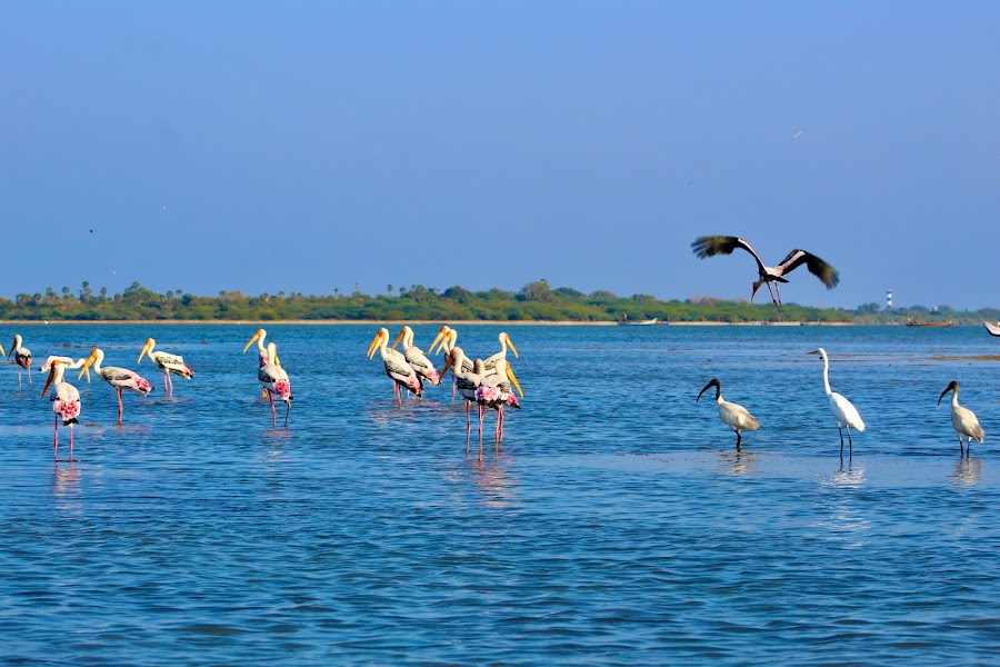 Pulicat Lake - Photo 2