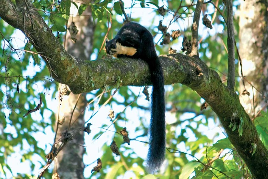 Namdapha National Park - Photo 3
