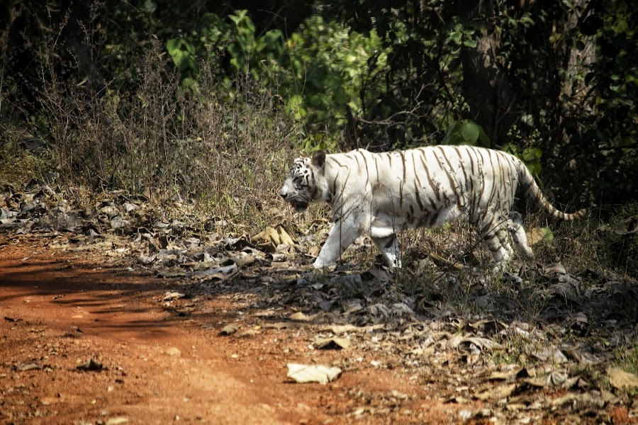 White Tiger Safari - Photo 2
