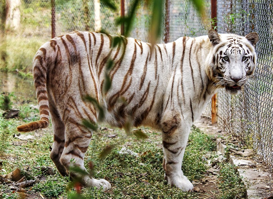 White Tiger Safari - Photo 3