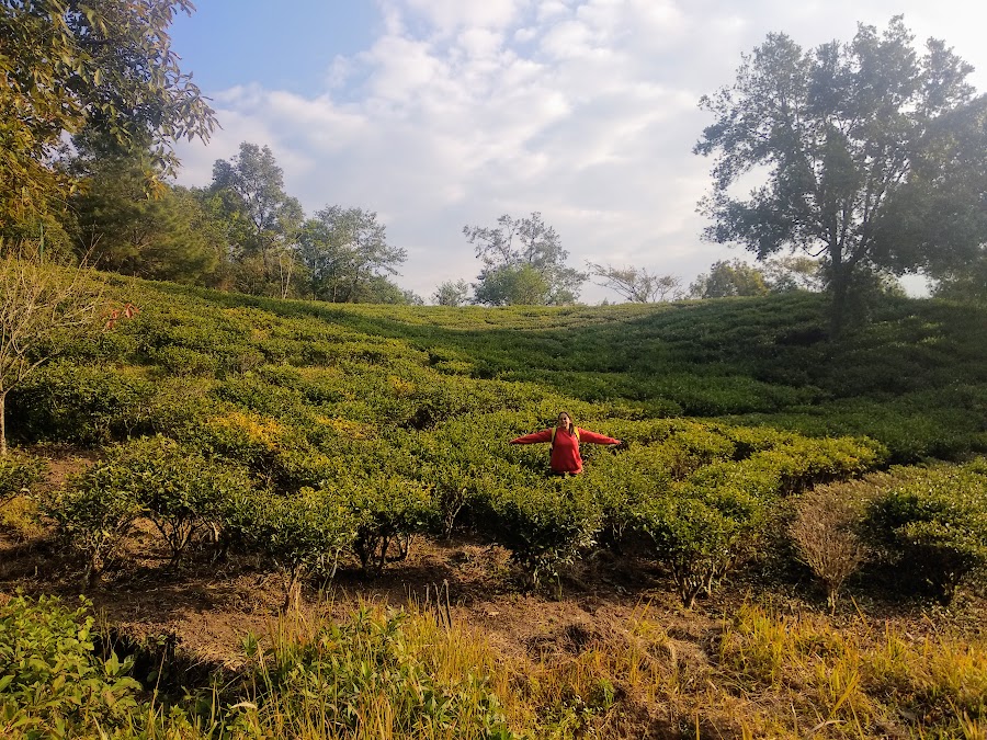 Nillai Tea Estate - Photo 2