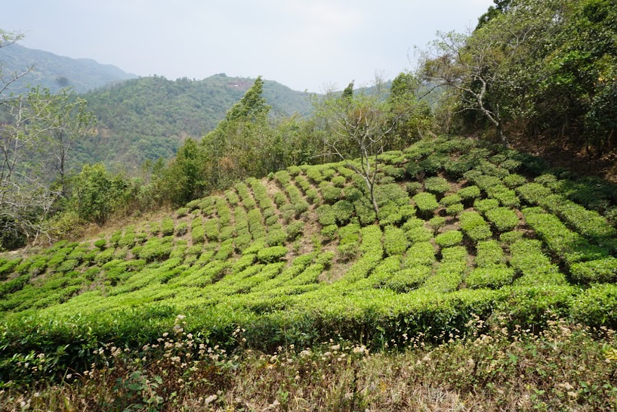 Nillai Tea Estate - Photo 3