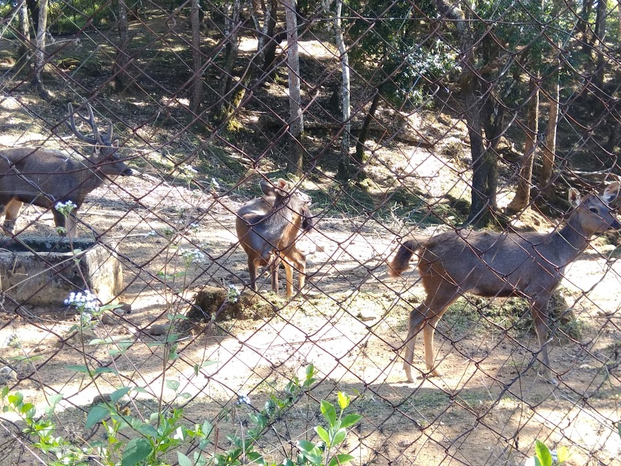 Thenzawl Deer Park - Photo 2