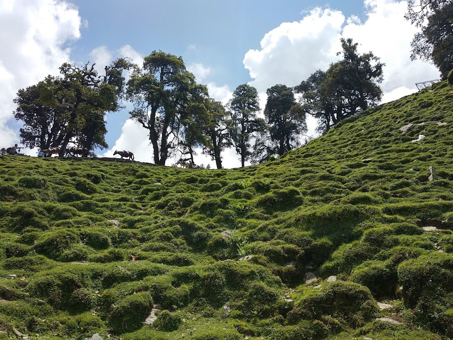 Ukhimath - Photo 7