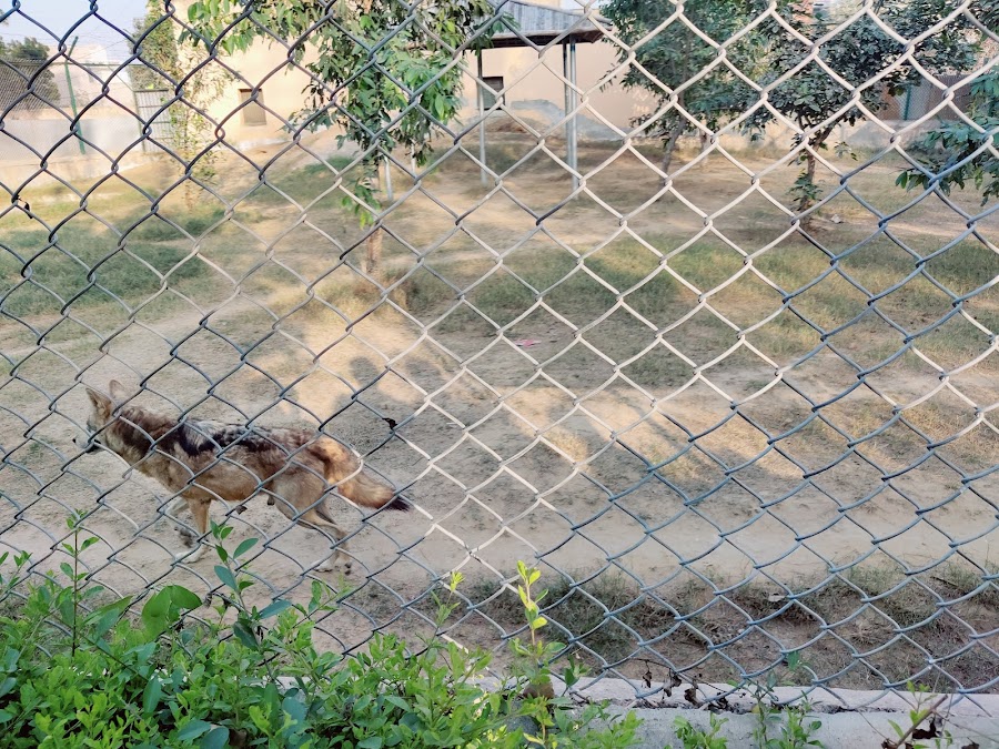 Tilyar Zoo - Photo 2