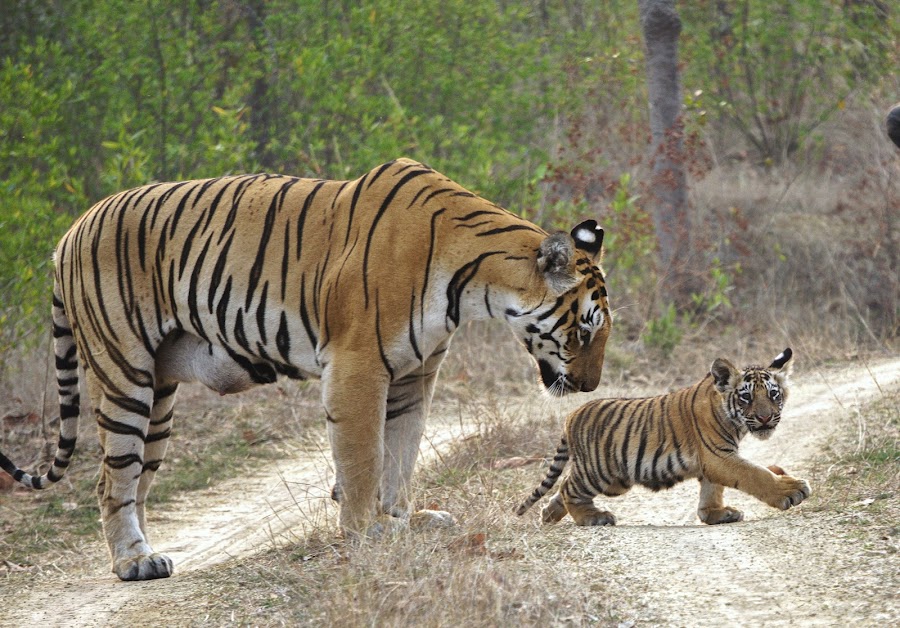 Umred Karhandla Wildlife Sanctuary - Photo 3
