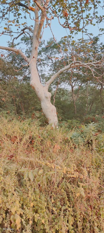 Umred Karhandla Wildlife Sanctuary - Photo 2