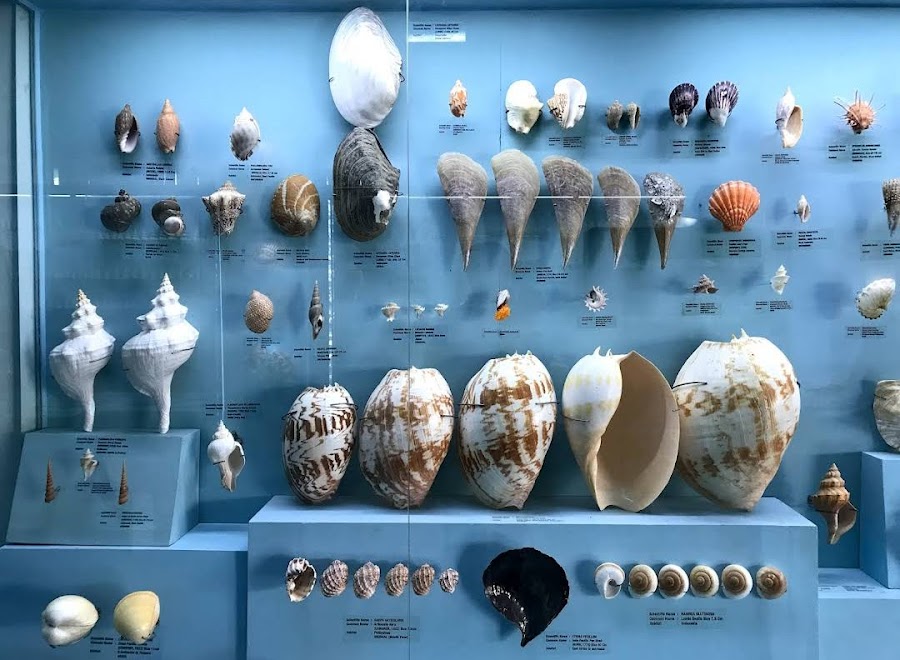 India Seashell Museum - Photo 3