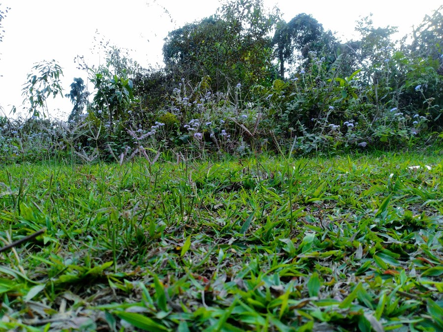 Deomali - Photo 4
