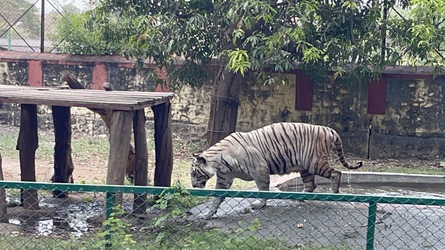 Siddharth Garden and Zoo - Photo 4