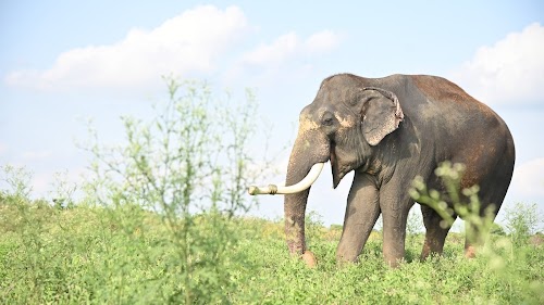 Wildlife SOS - Elephant Conservation and Care Center - Photo 2