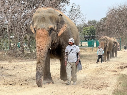 Wildlife SOS - Elephant Conservation and Care Center - Photo 3