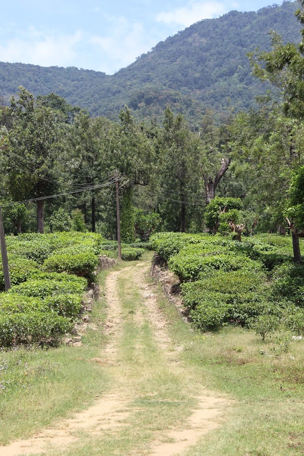 Manjolai Hills - Photo 3