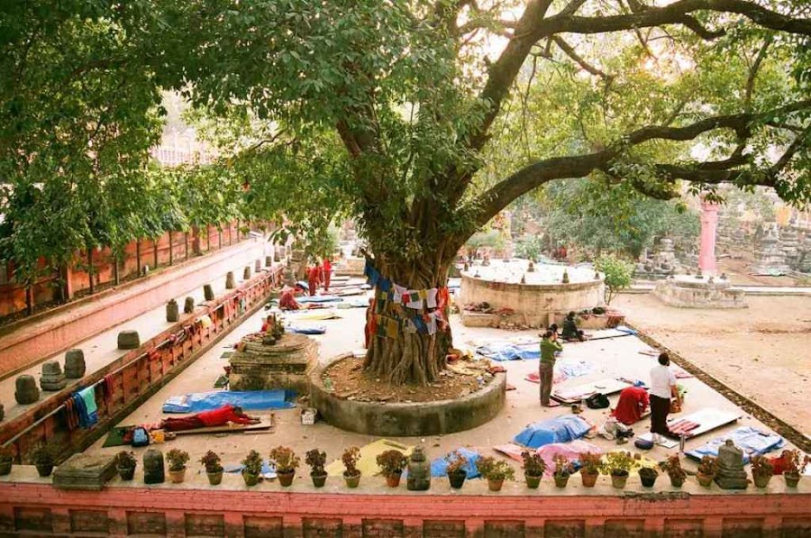 Bodhi Tree - Photo 3