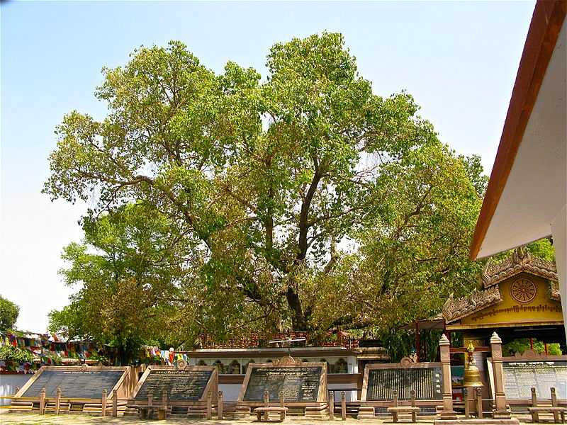 Bodhi Tree - Photo 2