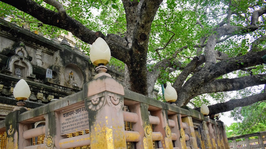 Bodhi Tree - Photo 3