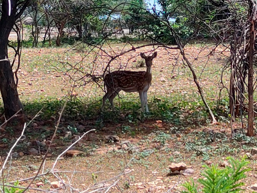 Pocharam Wildlife Sanctuary - Photo 3