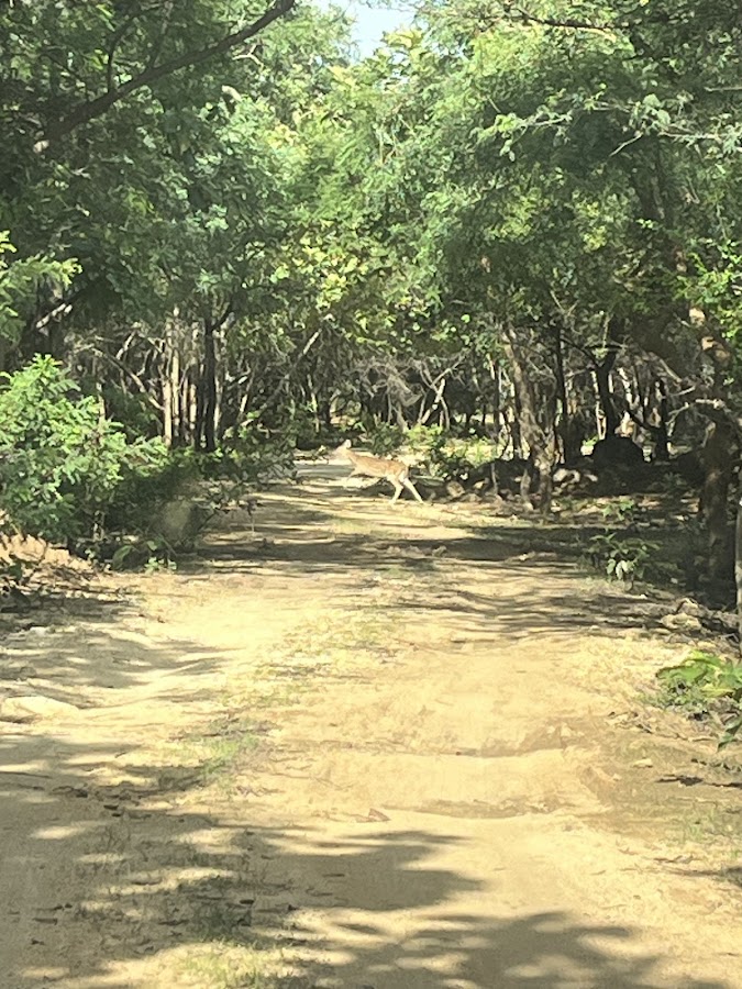 Pocharam Wildlife Sanctuary - Photo 2