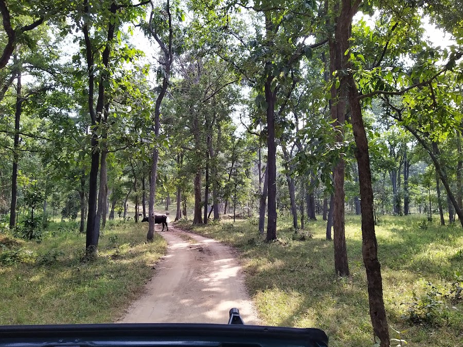 Barnawapara Wildlife Sanctuary - Photo 3