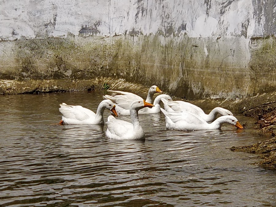 Bhulla Tal - Photo 5