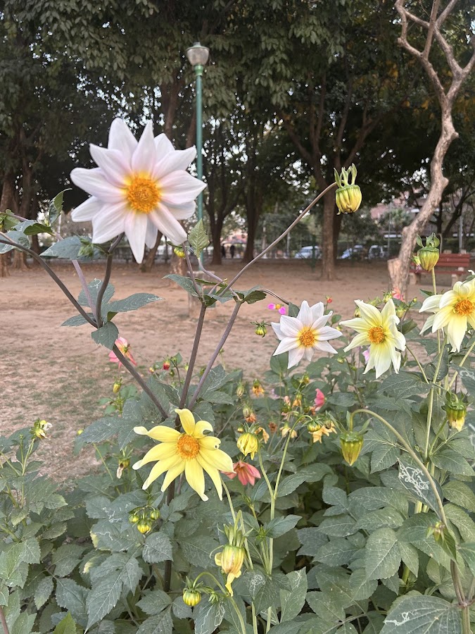 Garden of Fragrance - Photo 4