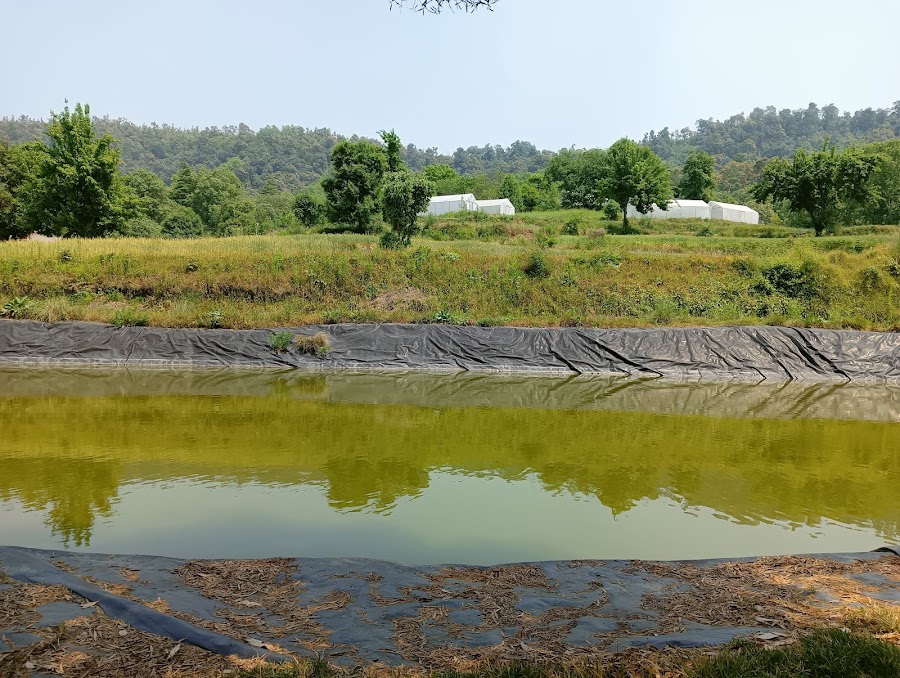 Lohaghat - Photo 6