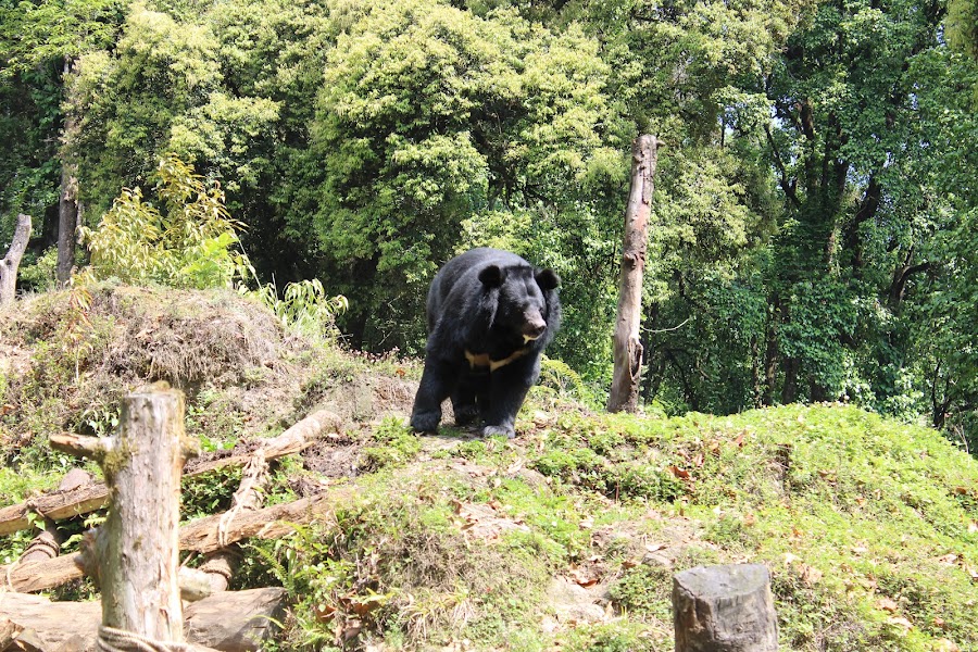 Padmaja Naidu Himalayan Zoological Park (Darjeeling Zoo) - Photo 3