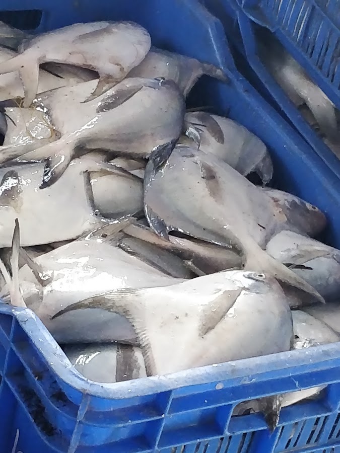 Mohana (Fishing Harbour) - Photo 4