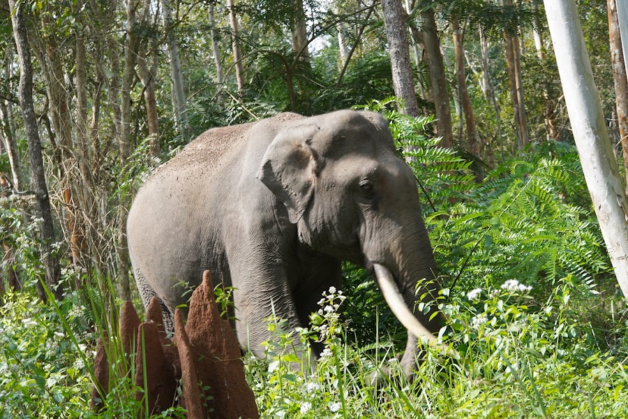 Wayanad Wildlife Sanctuary - Photo 2