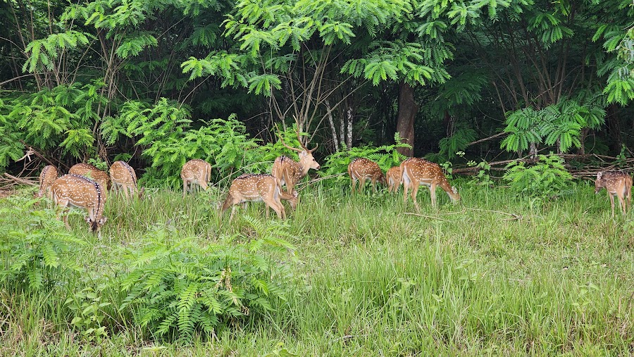 Wayanad Wildlife Sanctuary - Photo 3