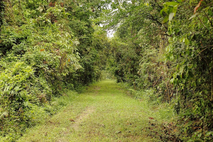 Gibbon Wildlife Sanctuary - Photo 4