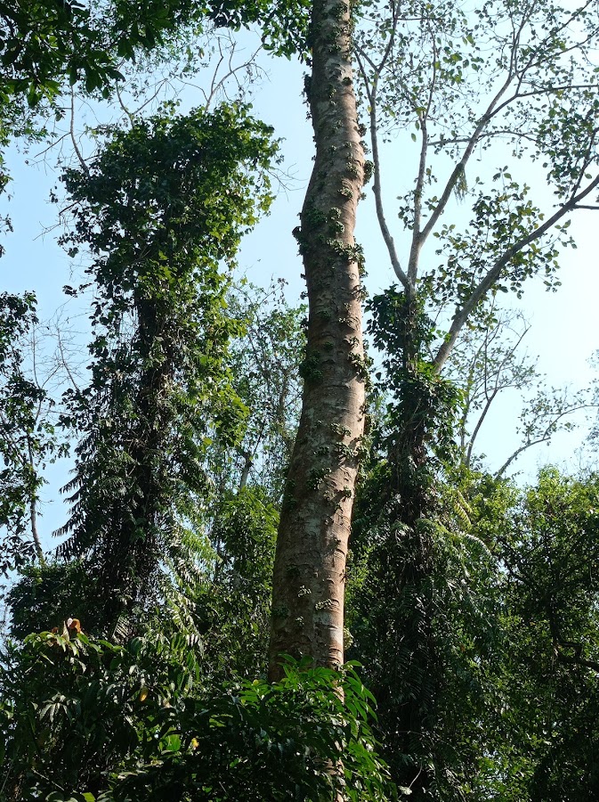 Gibbon Wildlife Sanctuary - Photo 3