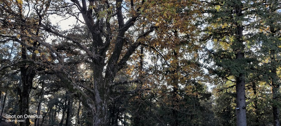 Deoban - Photo 9