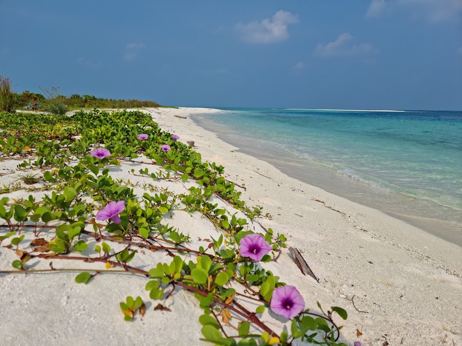 Bangaram Island - Photo 3