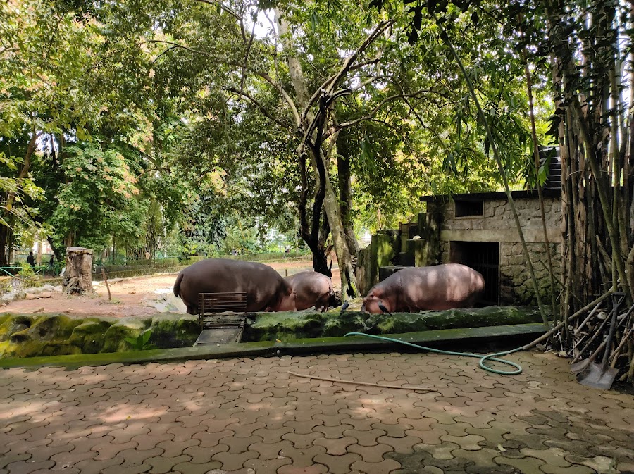 Thiruvananthapuram Zoo - Photo 2
