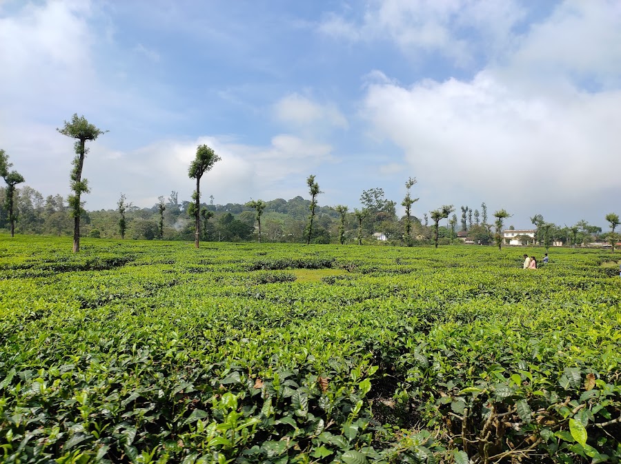 Nelliyampathy Hills - Photo 4