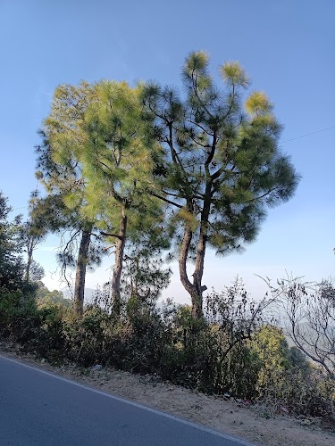 Peora - Photo 5