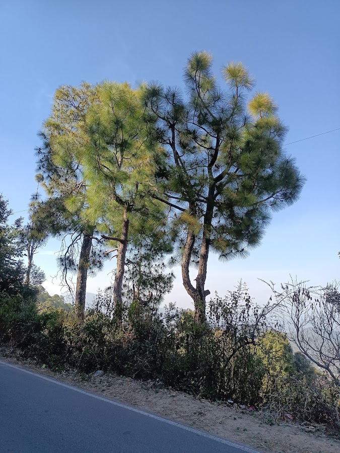 Peora - Photo 10