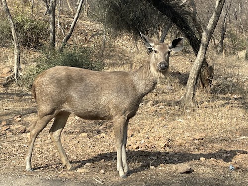 Sariska Tiger Reserve - Photo 5