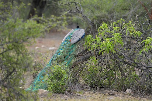 Sariska Tiger Reserve - Photo 4
