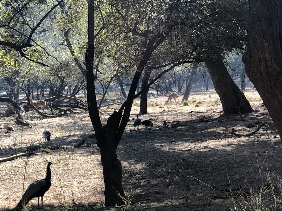 Sariska Tiger Reserve - Photo 4